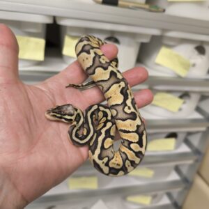 PYTHON REGIUS FIREFLY YELLOW BELLY FEMELLE 300.00 €