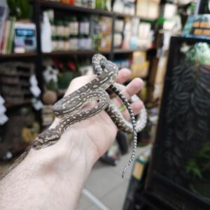 MORELIA BREDLI MALES ET FEMELLES : 300.00 €