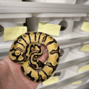 PYTHON REGIUS ENCHI PASTEL YELLOW BELLY HET ULTRAMEL  MALE 300.00 €