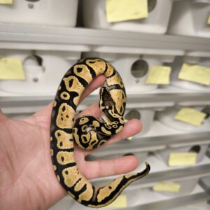PYTHON REGIUS PASTEL DH HYPO/PIEBLAD MALE 300.00 €