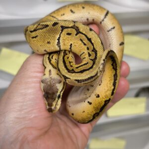 PYTHON REGIUS LEMONBLAST HET PIEBALD MALE 300.00 €