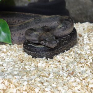 BOA CONSTRICTOR CA LEOPARD HET T+ FEMELLE 350.00 €