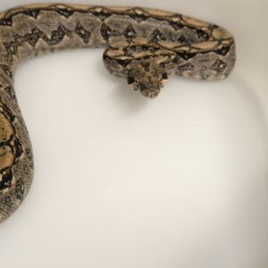 BOA  CONSTRICTOR CA 66% POSS HET T + MALE N1/180.00 €