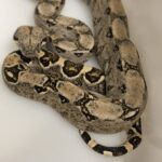 BOA CONSTRICTOR CA 66% POSS HET T+ FEMELLE N2/180.00 €
