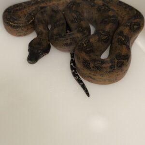 BOA CONSTRICTOR CA LEOPARD HET T+ FEMELLE N5/300.00 €