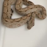 BOA CONSTRICTOR CA  T+ POSS HET LEOPARD MALE N9/200.00 €