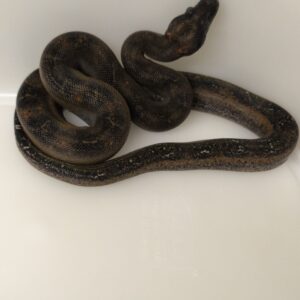 BOA CONSTRICTOR CA LEOPARD HET T+ FEMELLE N7/350.00 €