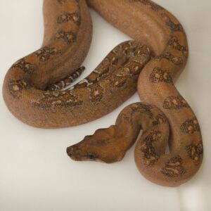 BOA CONSTRICTOR CA LEOPARD T+ MALE 950.00 €