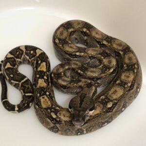 BOA CONSTRICTOR CA 66% POSS HET T+ MALE N4/180.00 €