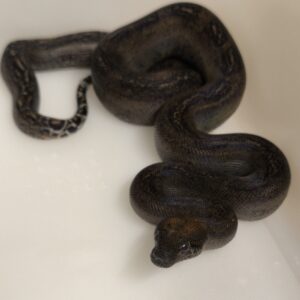 BOA CONSTRICTOR CA LEOPARD HET T + FEMELLEN3/350.00 €