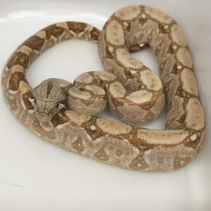 BOA CONSTRICTOR CA T+ HET LEOPARD FEMELLE N11/350.00 €