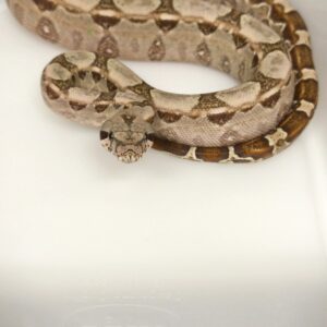 BOA CONSTRICTOR CA T+ HET LEOPARD FEMELLE N10/350.00 €
