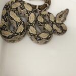 BOA CONSTRICTOR CA 66% POSS HET T+/ LEOPARD MALE N12/VENDU