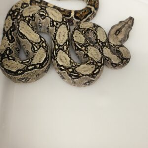 BOA CONSTRICTOR CA 66% POSS HET T+ MALE N12/180