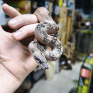 BOA CONSTRICTOR CA LEOPARD HET T+ FEMELLE N5/360.00 €