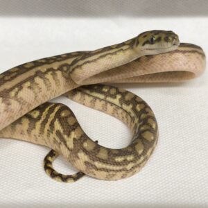 AUSTRALIAN DREAM CARAMEL ( POSS HYPO )  HET GRANITE MALE 6000.00 €
