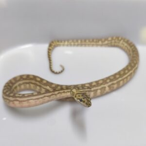 AUSTRALIAN DREAM CARAMEL ( POSS HYPO )  HET GRANITE MALE 5000.00 €