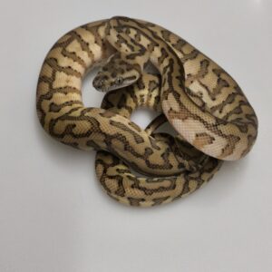 AUSTRALIAN DREAM CARAMEL  HET GRANITE FEMELLE 4000.00 €