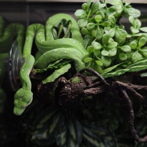 MORELIA VIRIDIS ARU HIGH WHITE N3 / 995.00 €