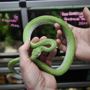 MORELIA VIRIDIS ARU HIGH WHITE MALE N3 / 995.00 €