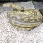 AUSTRALIAN DREAM CARAMEL ( POSS HYPO )  HET GRANITE ( 25% B.H.P  ) MALE 1500.00 €