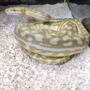 AUSTRALIAN DREAM CARAMEL ( POSS HYPO )  HET GRANITE ( 25% B.H.P  ) MALE 1500.00 €
