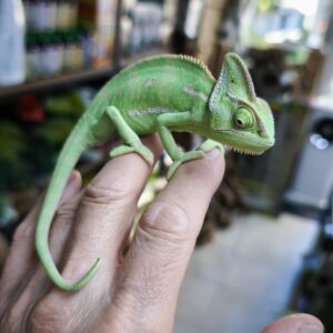 CHAMAELEO CALYPTRATUS  MALE N20 / 100.00 €