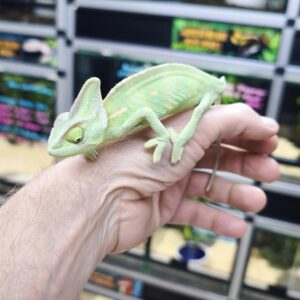CHAMAELEO CALYPTRATUS  MALE N21 / 100.00 €