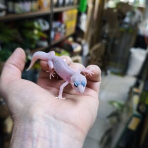 EUBLEPHARIS MACULARIUS BLIZZARD FEMELLE 120.00 €