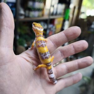 EUBLEPHARIS MACULARIUS LAVENDER ALBINOS FEMELLE 120.00 €