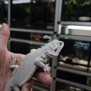 POGONA VITTICEPS HYPO ZERO 380.00 €