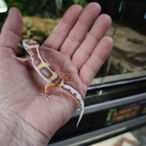 EUBLEPHARIS MACULARIUS SNOW ALBINOS FEMELLE 120.00 €