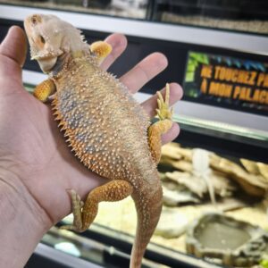 POGONA VITTICEPS HYPO TRANS BLUE BAR MALE 250.00 €