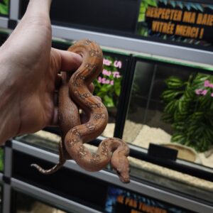 BOA CONSTRICTOR CA LEOPARD T+ MALE 950.00 €