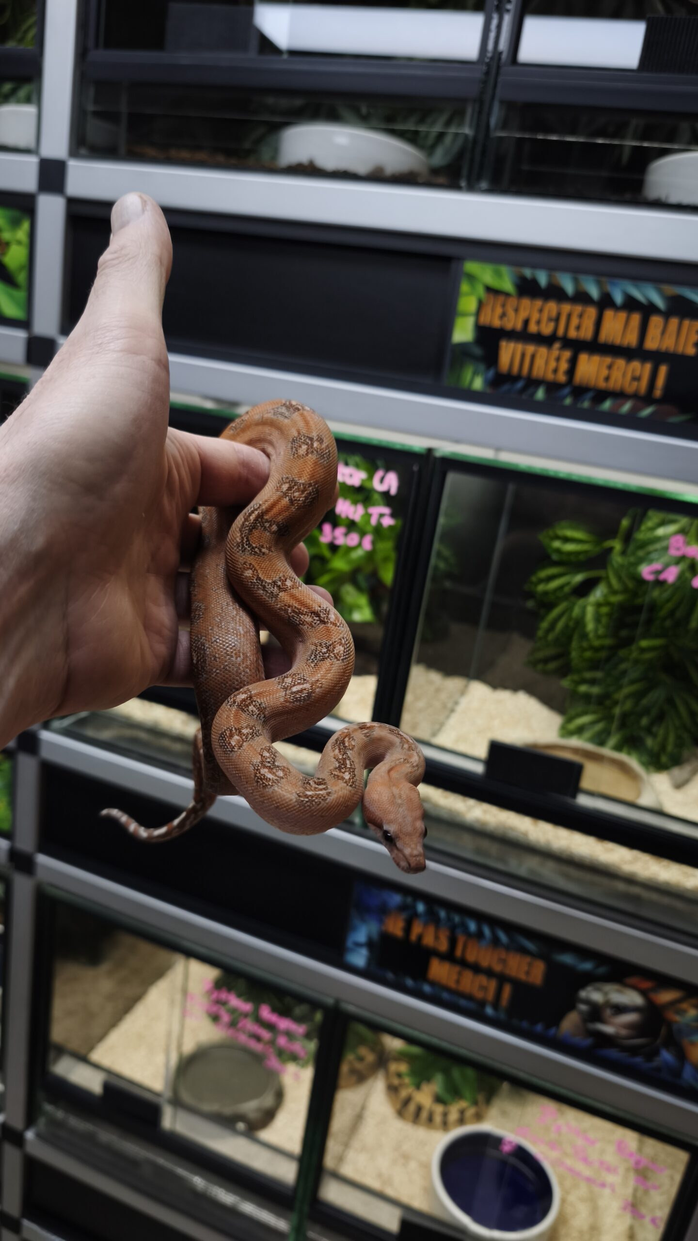 BOA CONSTRICTOR CA LEOPARD T+ MALE 950.00 €