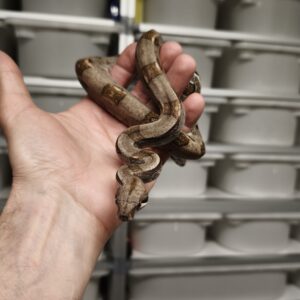 BOA IMPERATOR FEMELLE N3 / VENDU