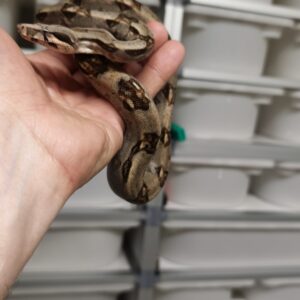 BOA IMPERATOR FEMELLE N8 / 120.00 €