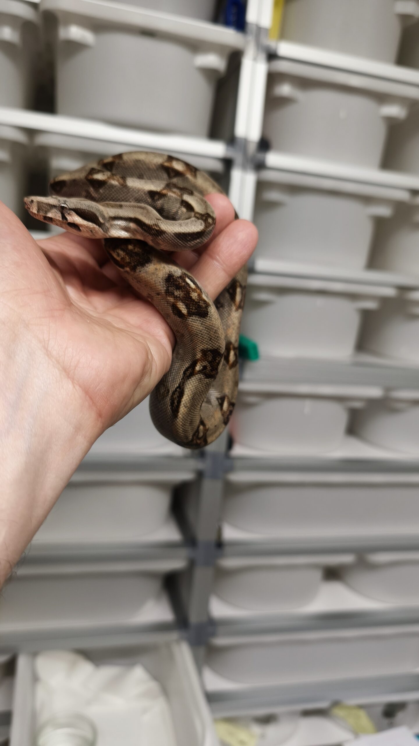 BOA IMPERATOR FEMELLE N8 / 120.00 €