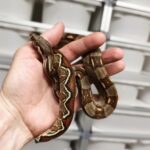 BOA IMPERATOR MALE N5/120.00 €