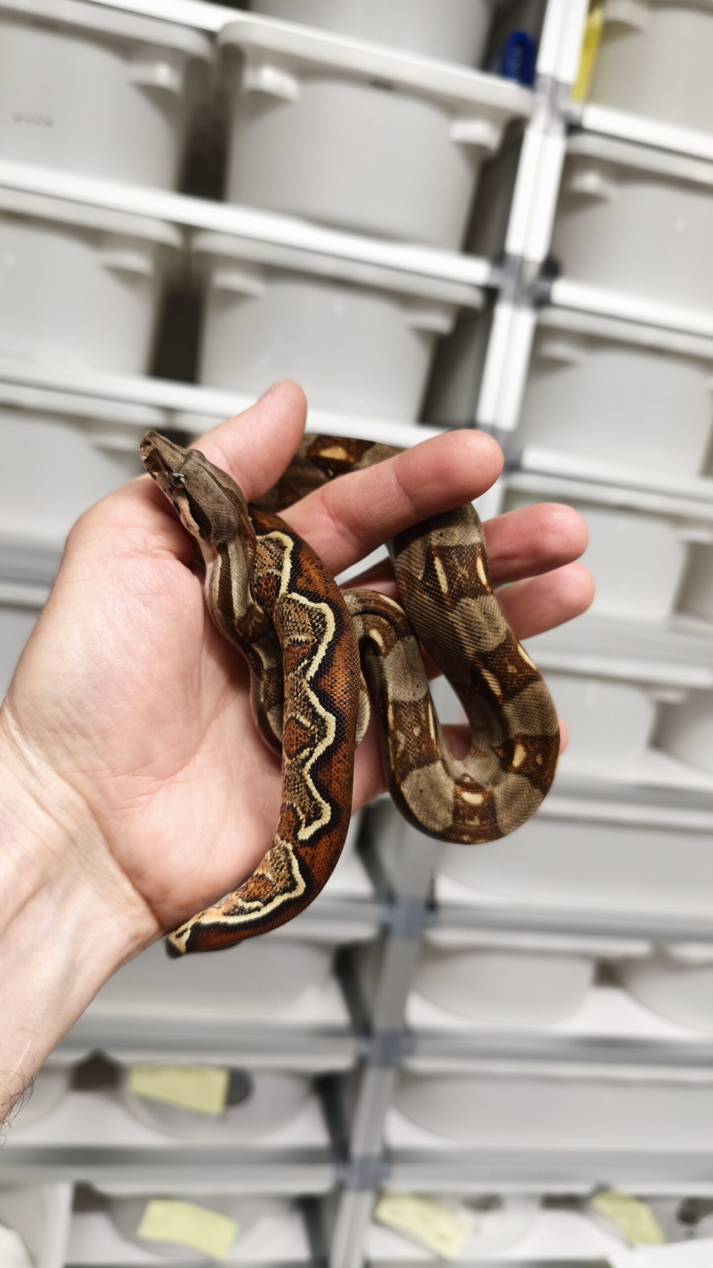 BOA IMPERATOR MALE N5/120.00 €