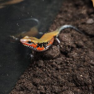 Mochlus (RIOPA) FERNANDI 70.00 €