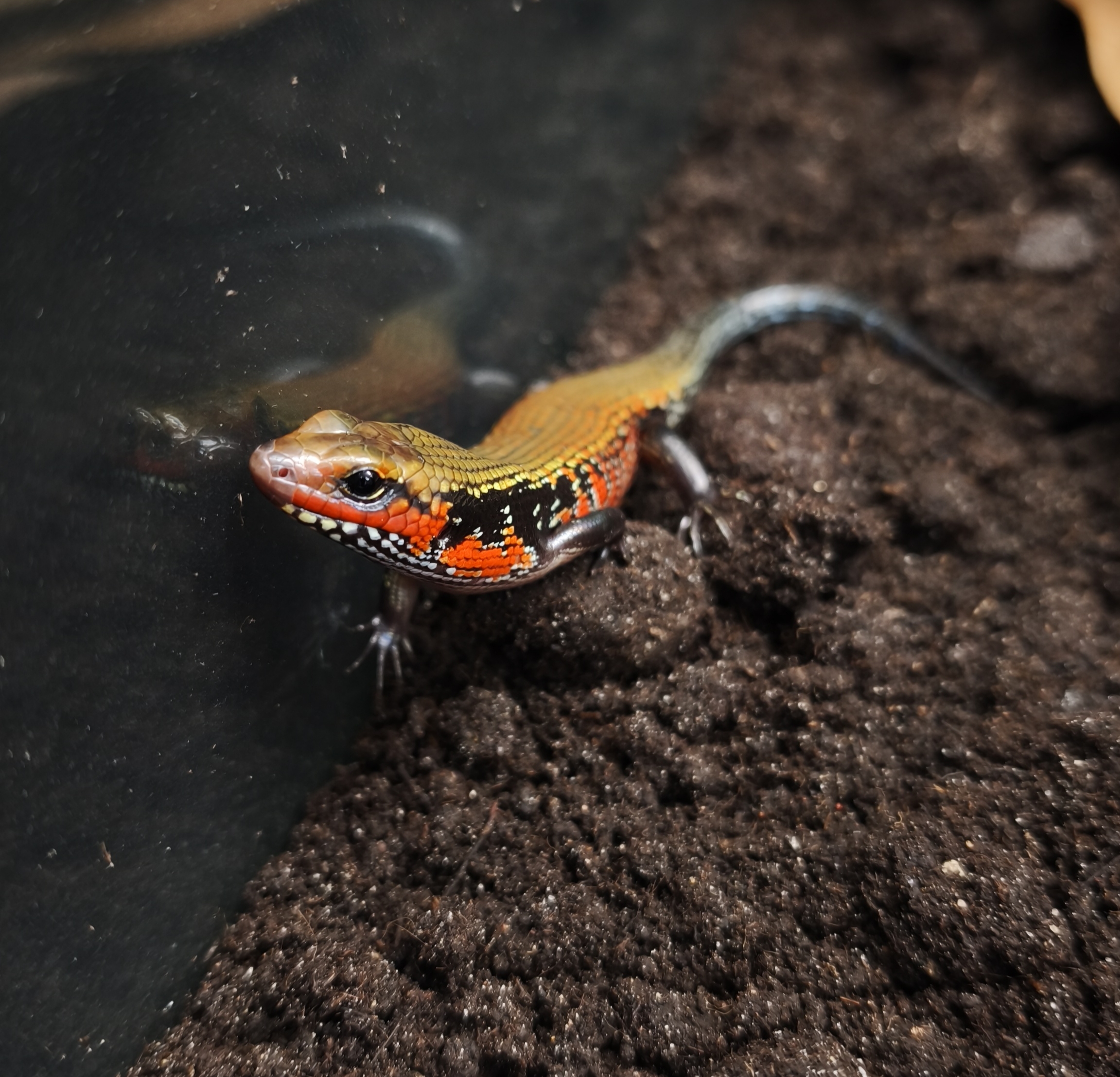 Mochlus (RIOPA) FERNANDI 70.00 €