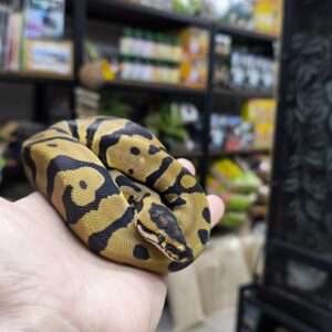 PYTHON REGIUS CONFUSION  HET CLOWN MALE VENDU