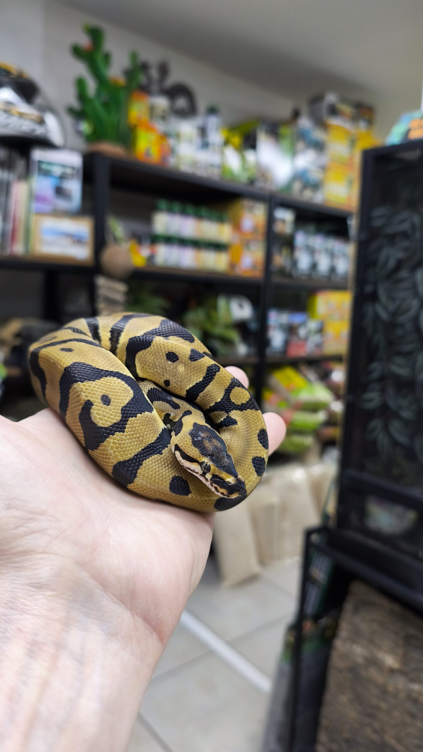 PYTHON REGIUS CONFUSION  HET CLOWN MALE 400.00 €