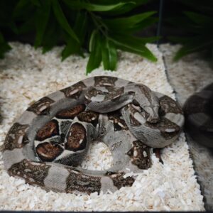 BOA IMPERATOR FEMELLE N4 VENDU