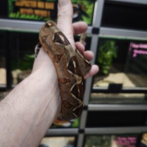 BOA IMPERATOR MALE N5/160.00 €