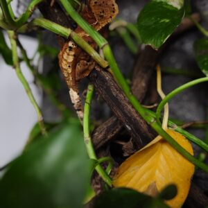 CORRELOPHUS CILIATUS HARLEQUIN SUPER DALMATIEN 200.00 €