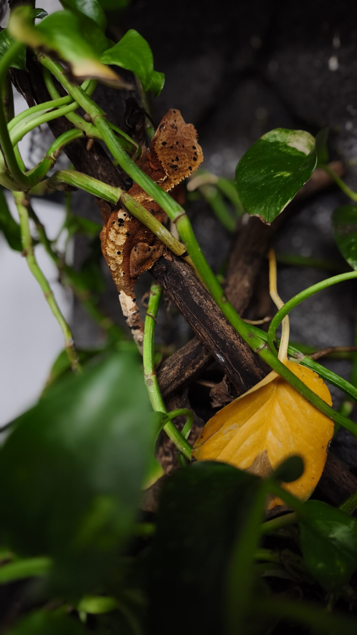 CORRELOPHUS CILIATUS HARLEQUIN SUPER DALMATIEN 200.00 €