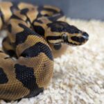 PYTHON REGIUS CONFUSION HET PIEBALD MALE 400.00 €