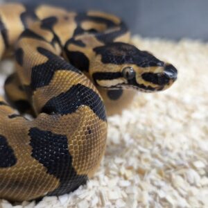 PYTHON REGIUS CONFUSION HET PIEBALD MALE 400.00 €